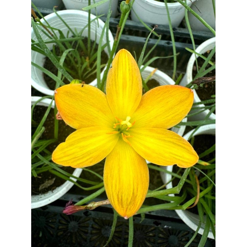 Rain Lily Onila
