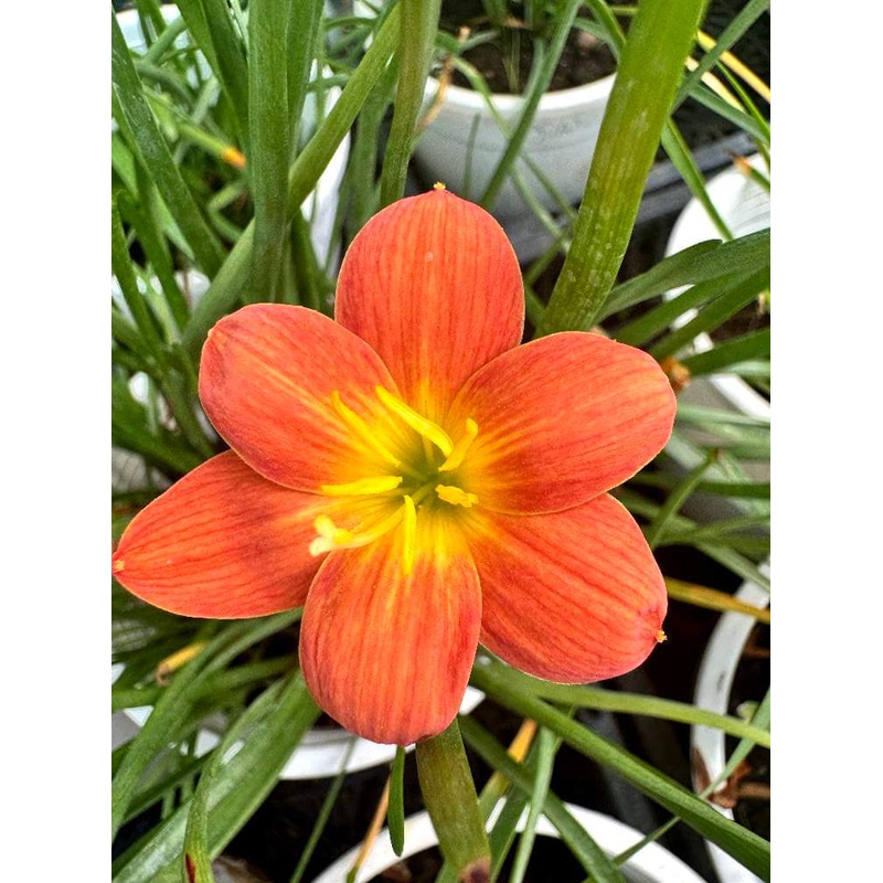 Rain Lily Orange NK