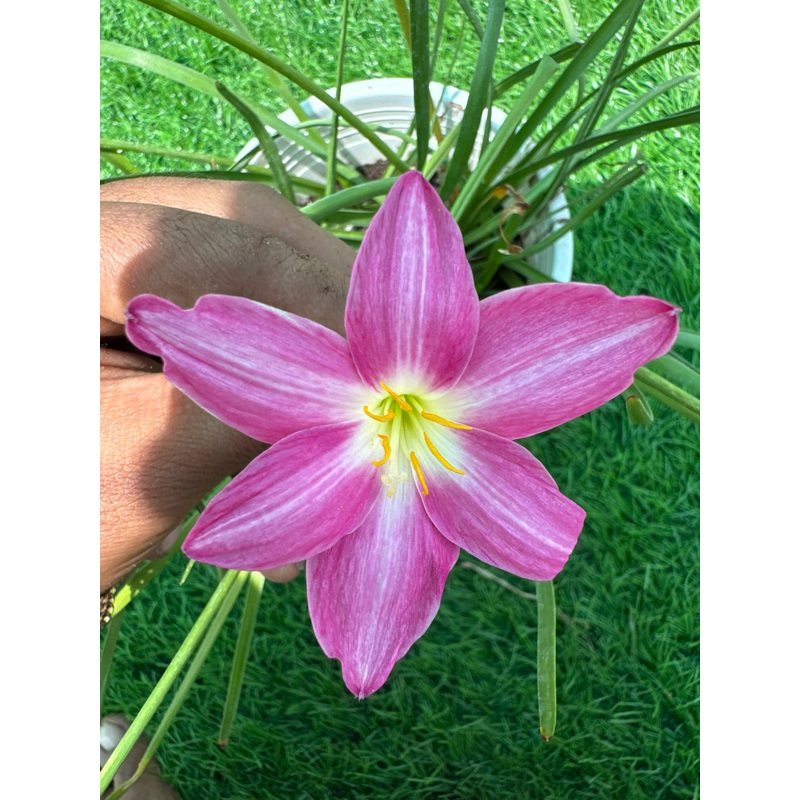 Rain Lily Orchid