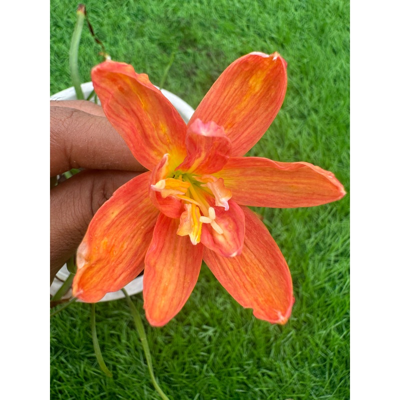 Rain Lily Parmy