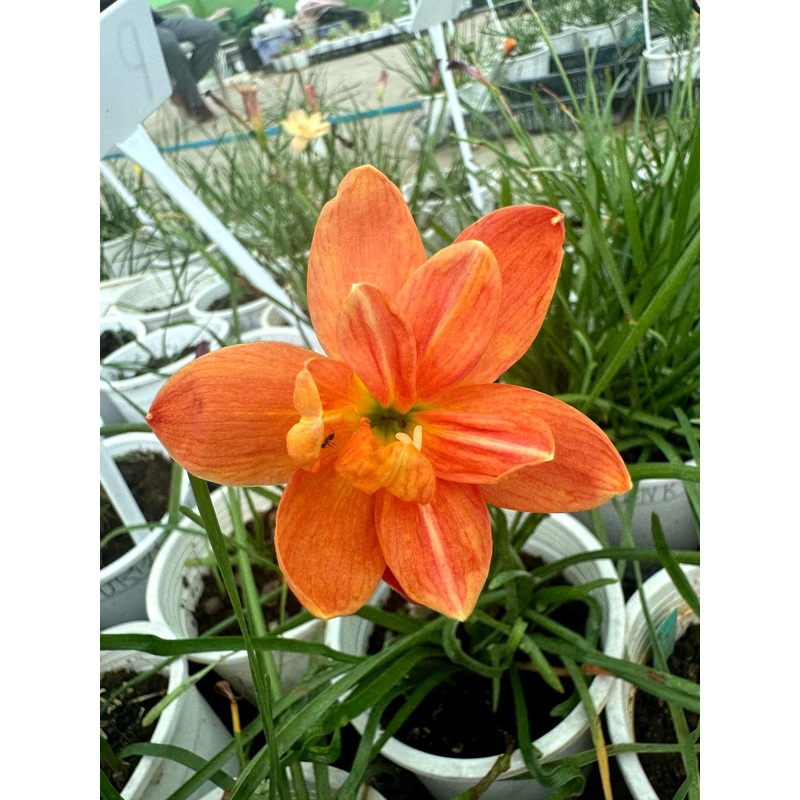 Rain Lily Passion