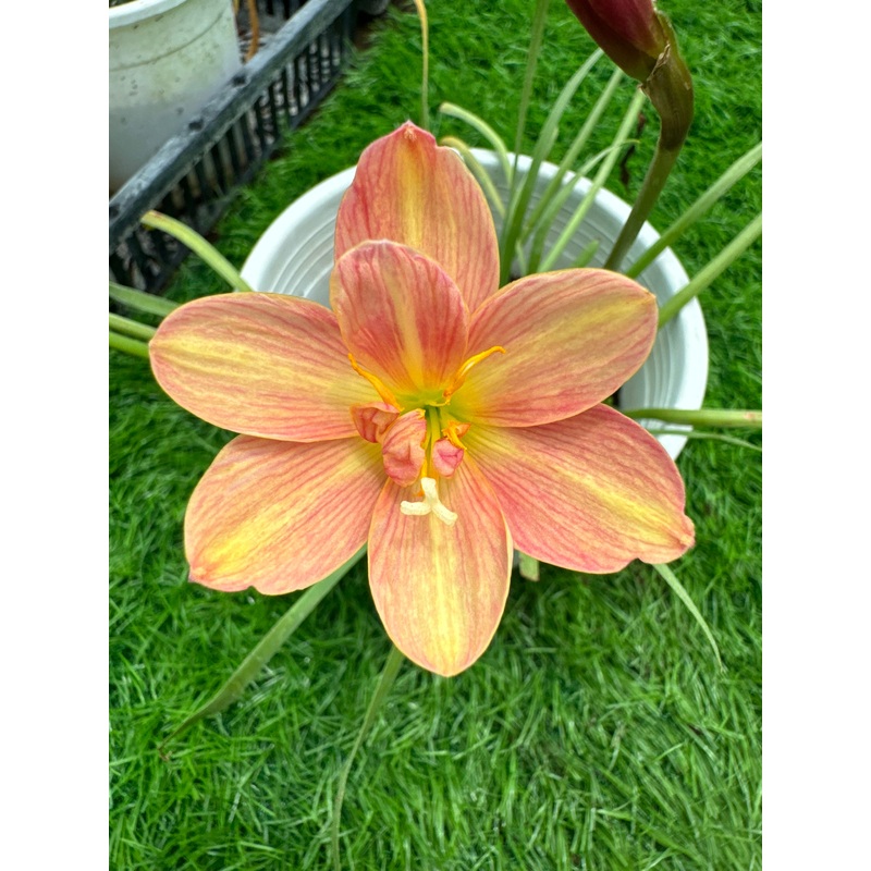 Rain Lily Peach Pearl