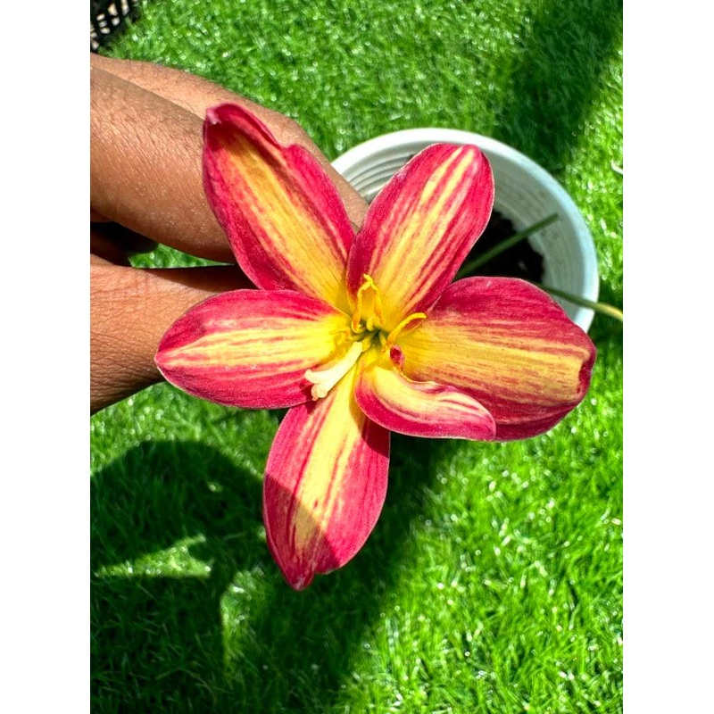Rain Lily Phlai kaeo