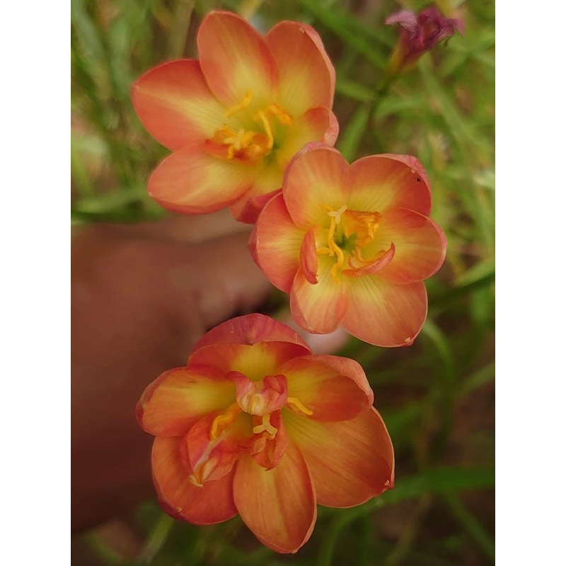Rain Lily Phra lo