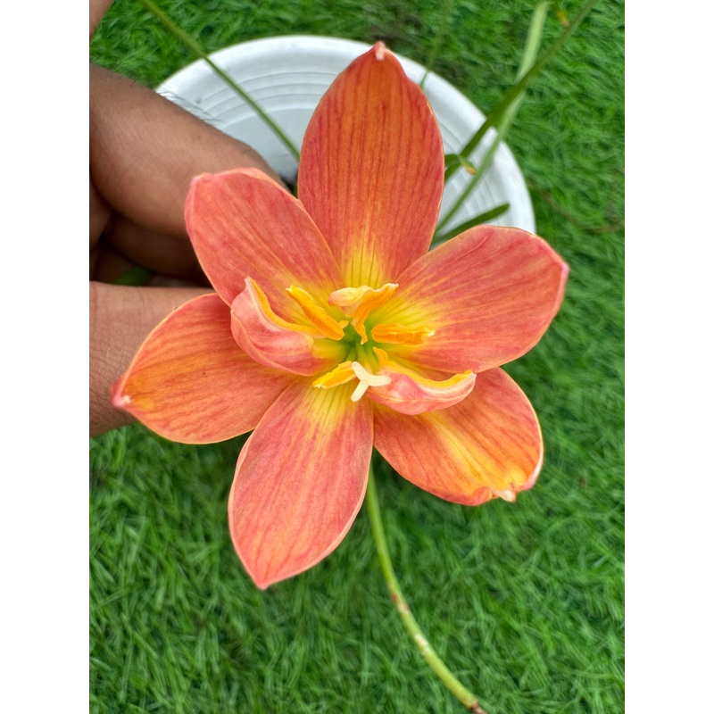 Rain Lily Phupha