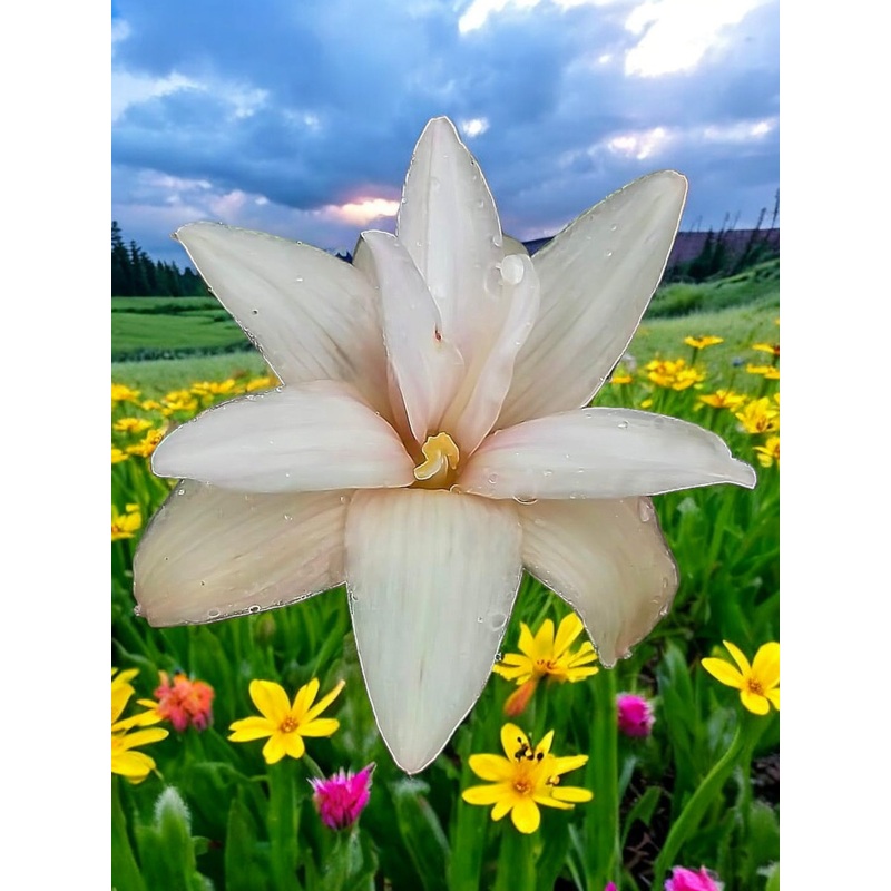 Rain Lily Phuttan