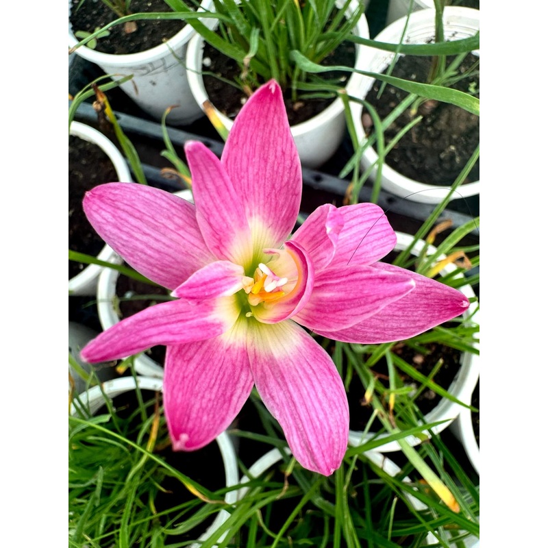 Rain Lily Pikul