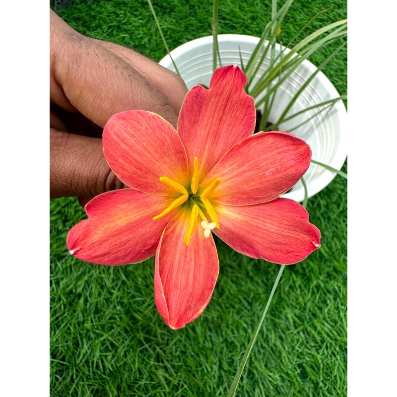 Rain Lily Pimpernel 300
