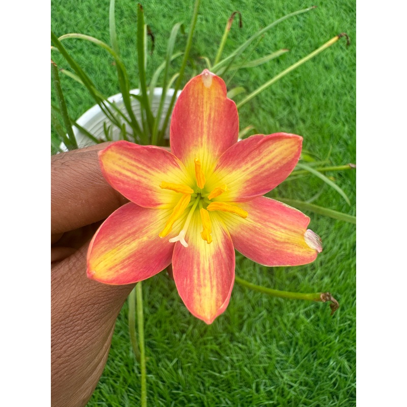 Rain Lily Pineapple