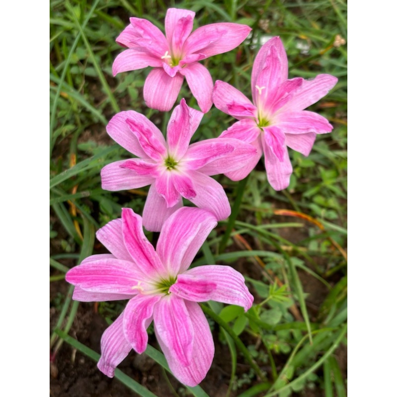 Rain Lily Pink Bride