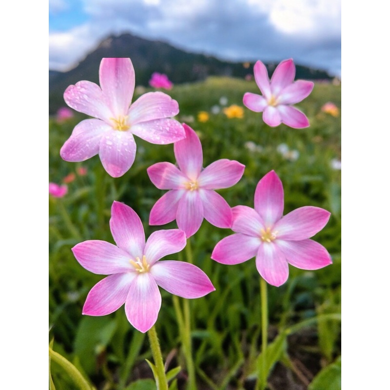 Rain Lily pink butterfly