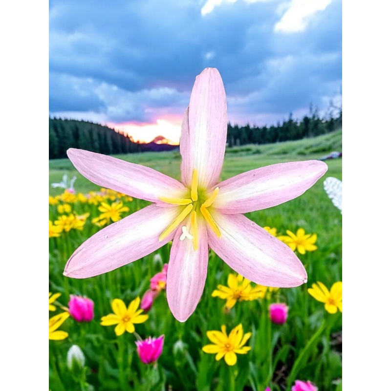 Rain Lily Pink Cotton