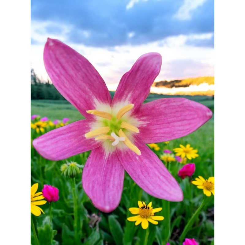 Rain Lily Pink Hybrid
