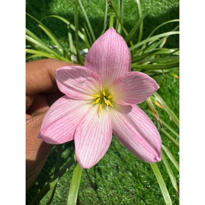 Rain Lily Pink Line – 200