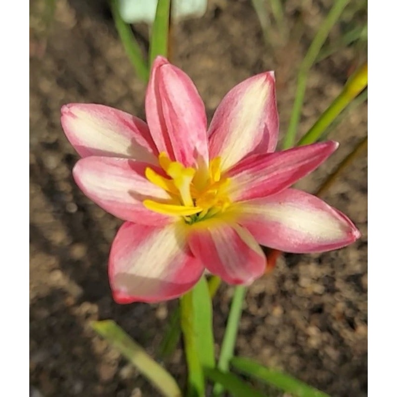 Rain Lily Pink magic