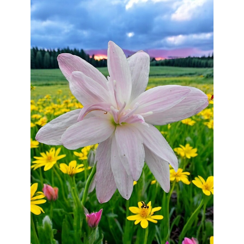 Rain Lily Pink marble