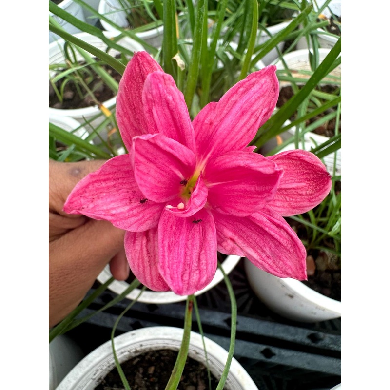 Rain Lily Pink Pancake