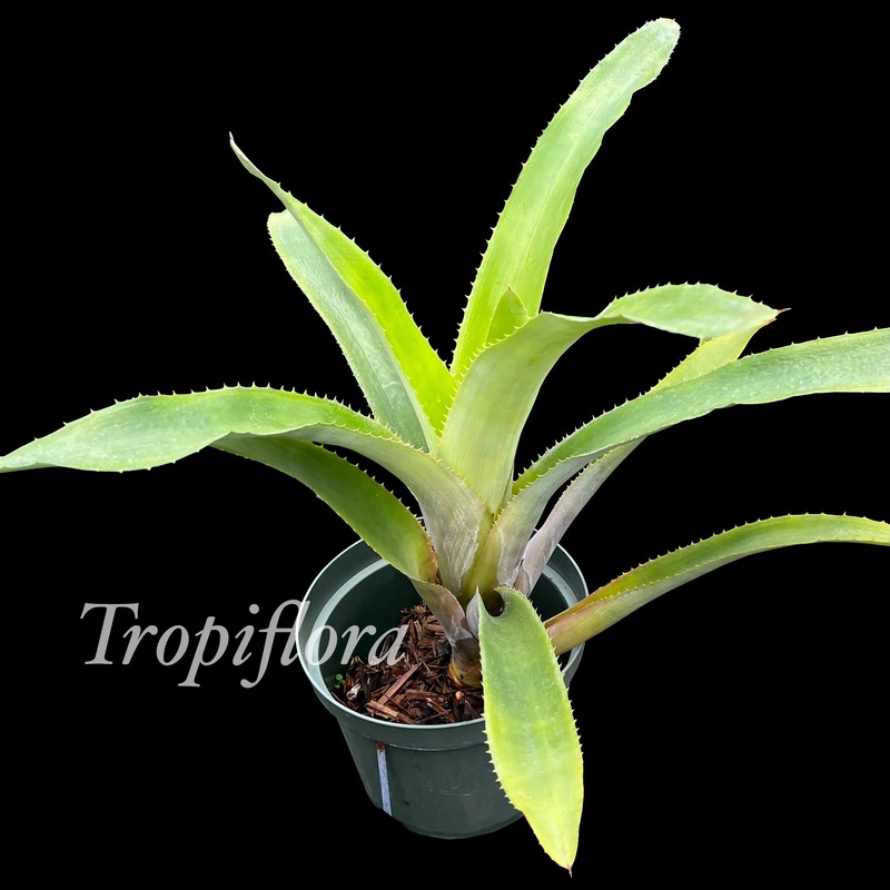 Ursulaea macvaughii|6-inch Pot|8-inch Pot