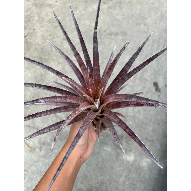 x Sincoraechmea ‘Sun Rays’|Large Offset