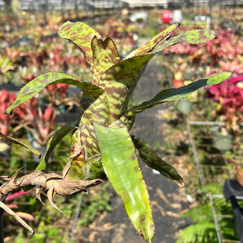 Canistrum auratum x seidelianum