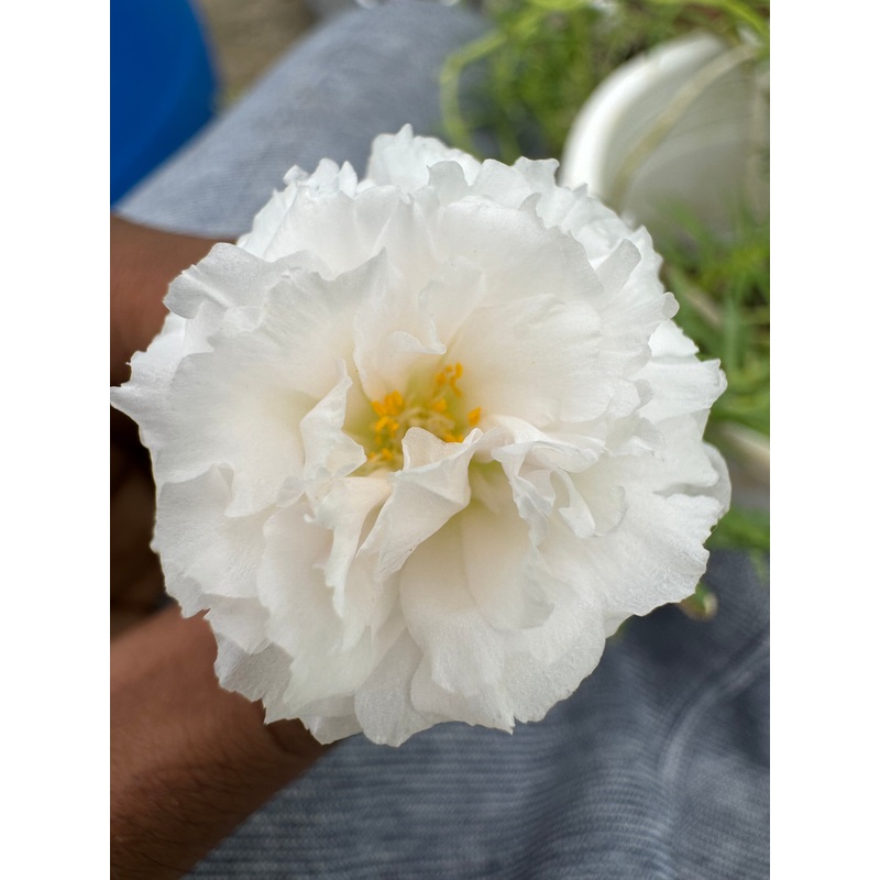 Portulaca DW 1