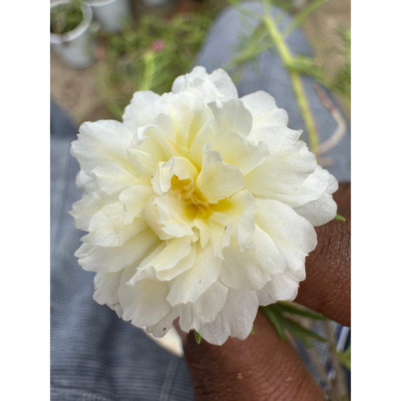 Portulaca DW 2