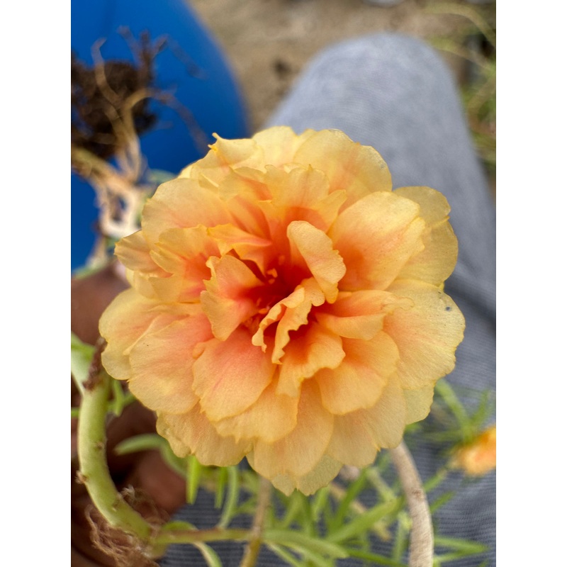 Portulaca DW 3