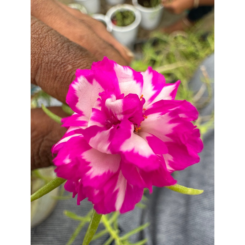 Portulaca DW 4