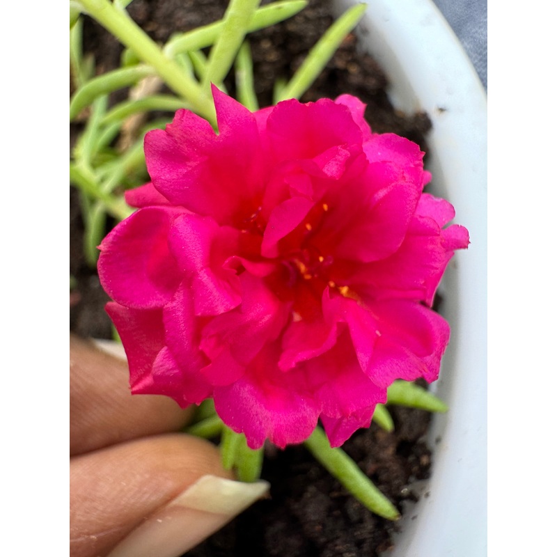 Portulaca DW 5