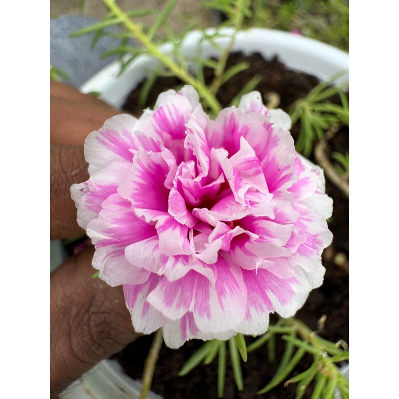 Portulaca DW 6
