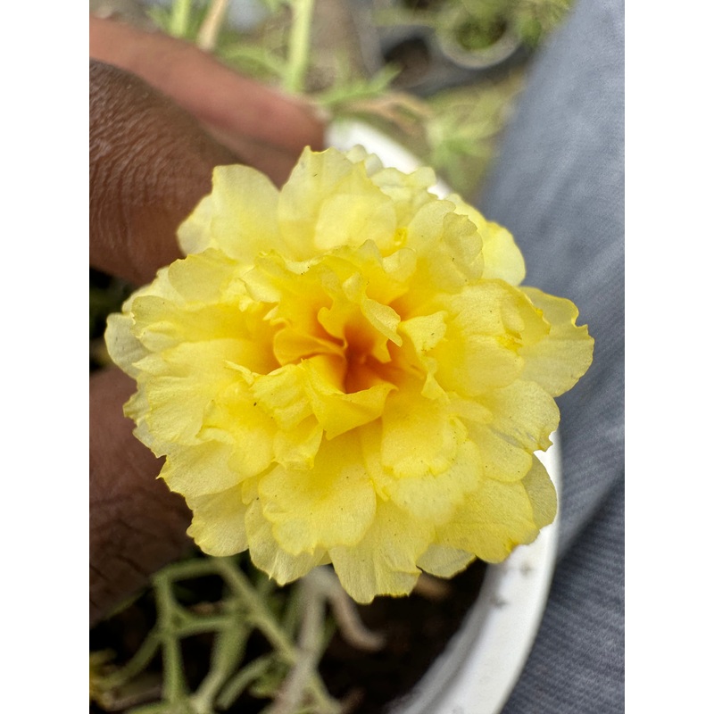 Portulaca DW 7