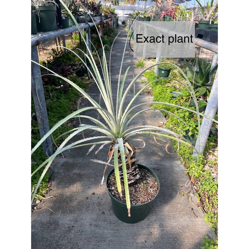 Puya species Bolivia, Oruro SEL86-0796