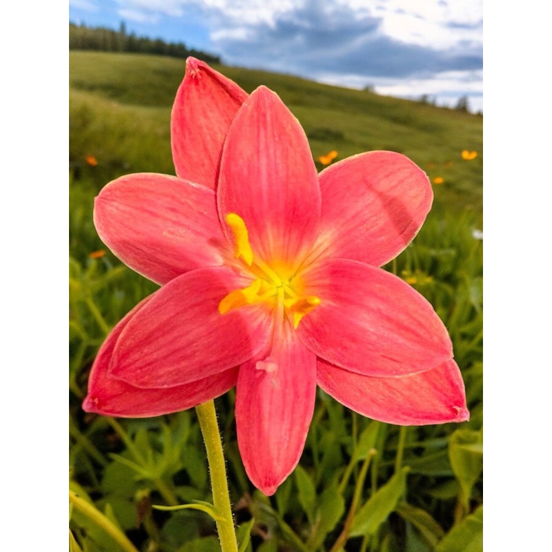 Rain Lily Amrapali