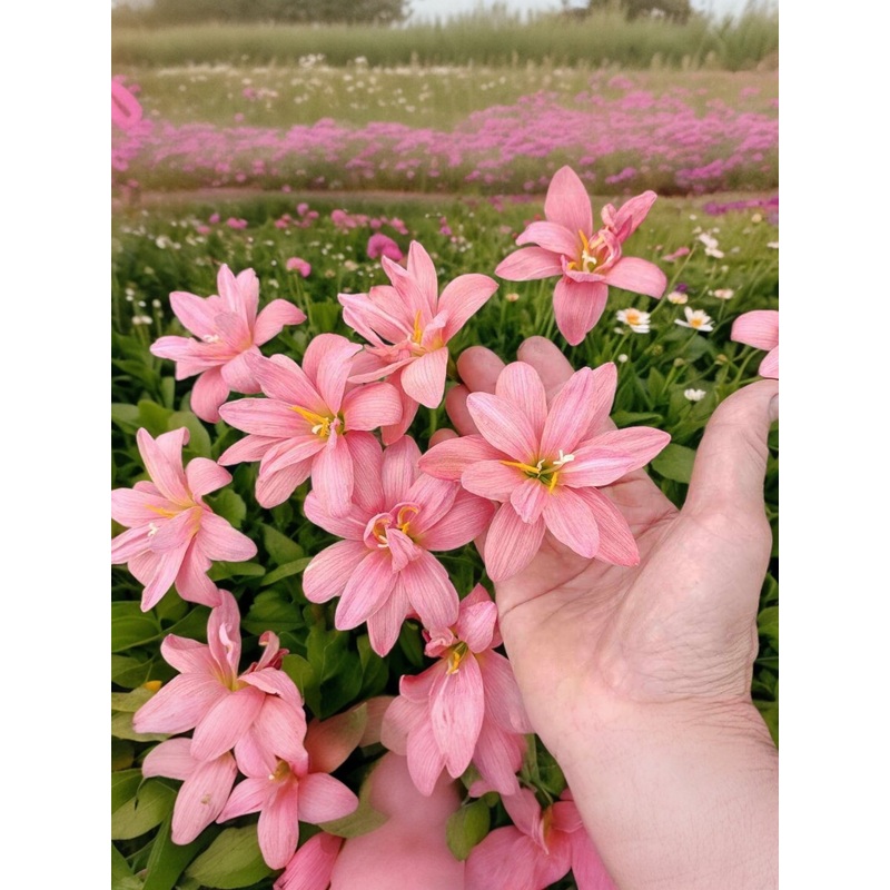 Rain Lily Corosus Beauty