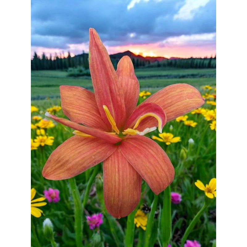 Rain Lily DW 2