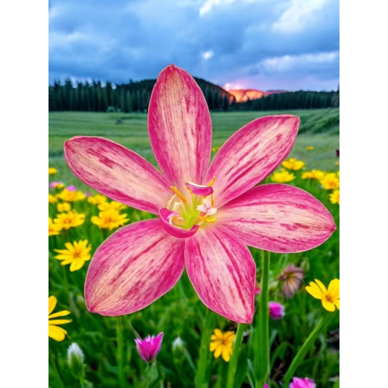 Rain Lily DW 3