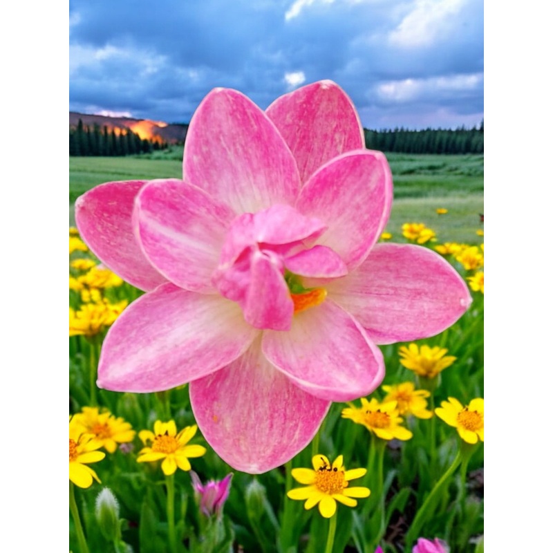 Rain Lily DW 5