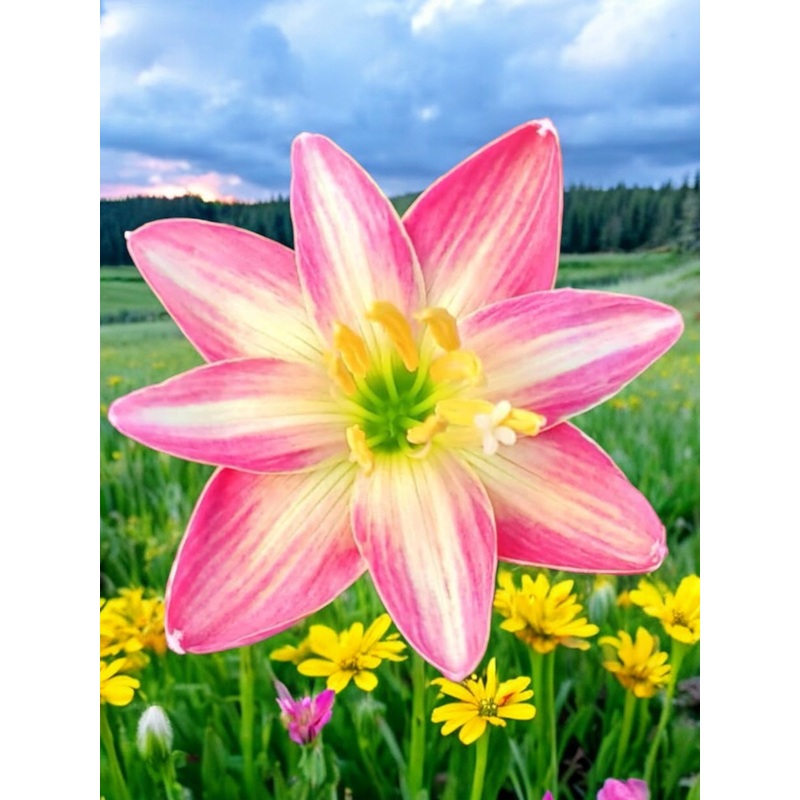 Rain Lily DW 7