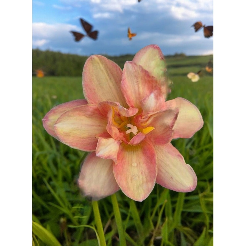 Rain Lily Golden Magic