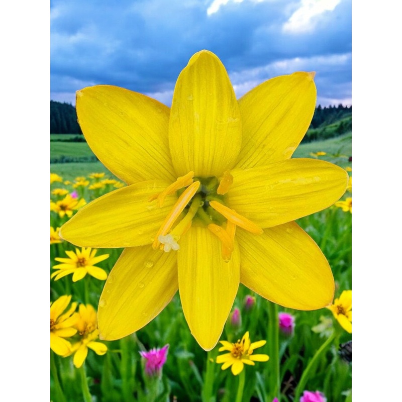 Rain Lily Icecream or Yellow Maroon