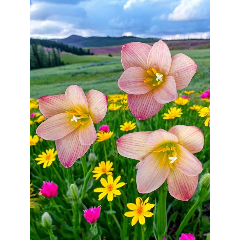 Rain Lily Jaya