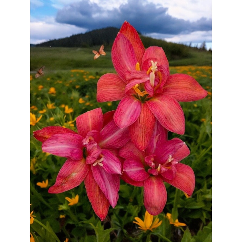 Rain Lily Kalpataru