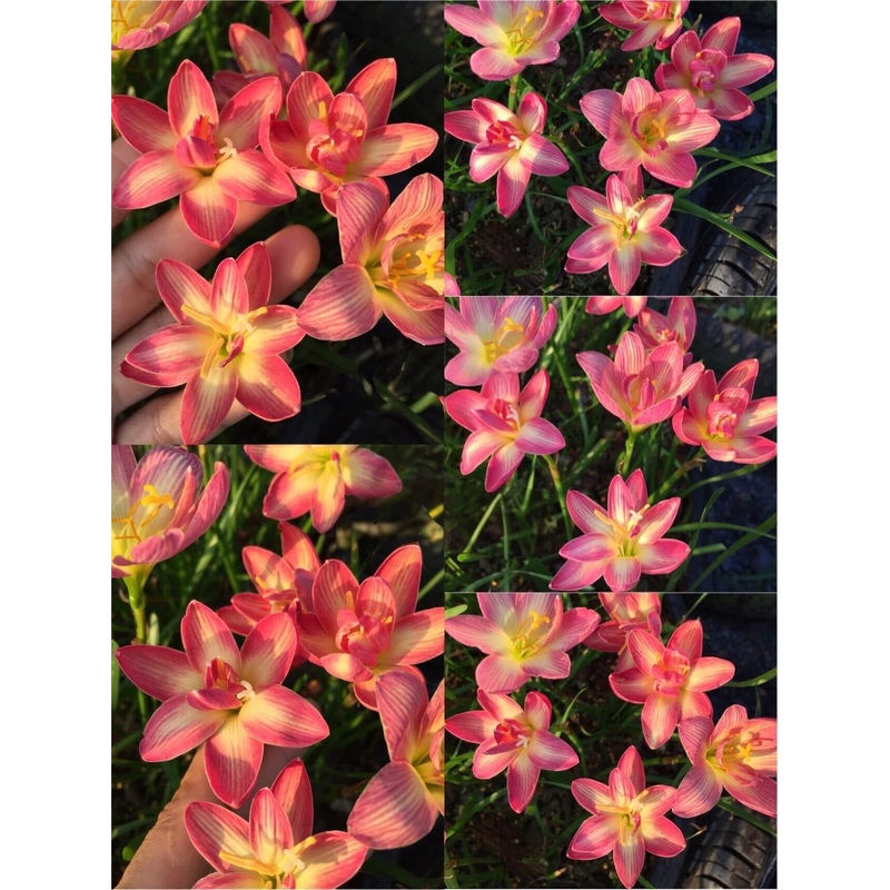 Rain Lily Kismis