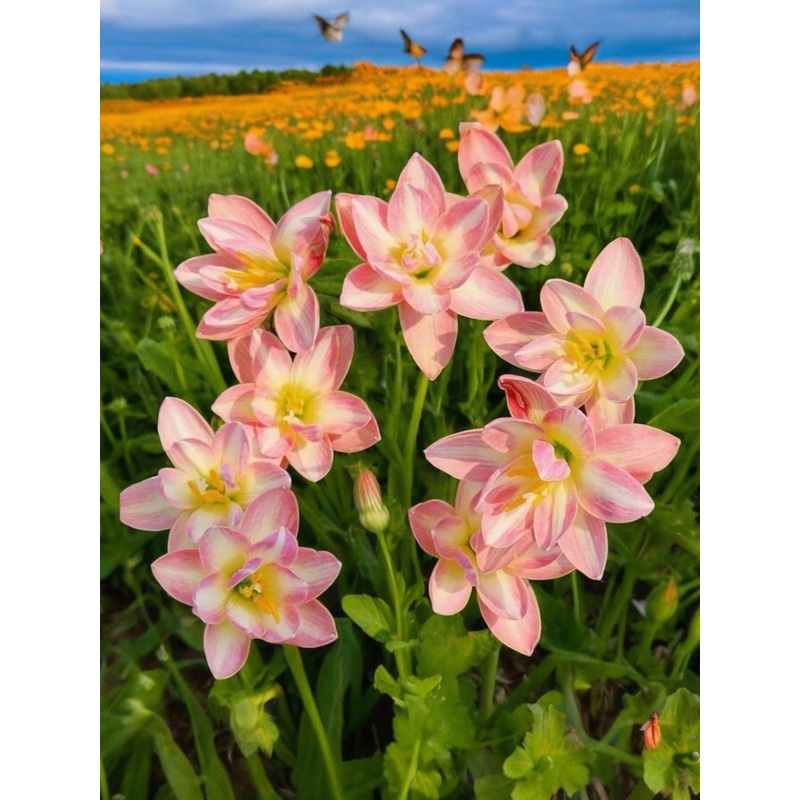 Rain Lily Lain hua