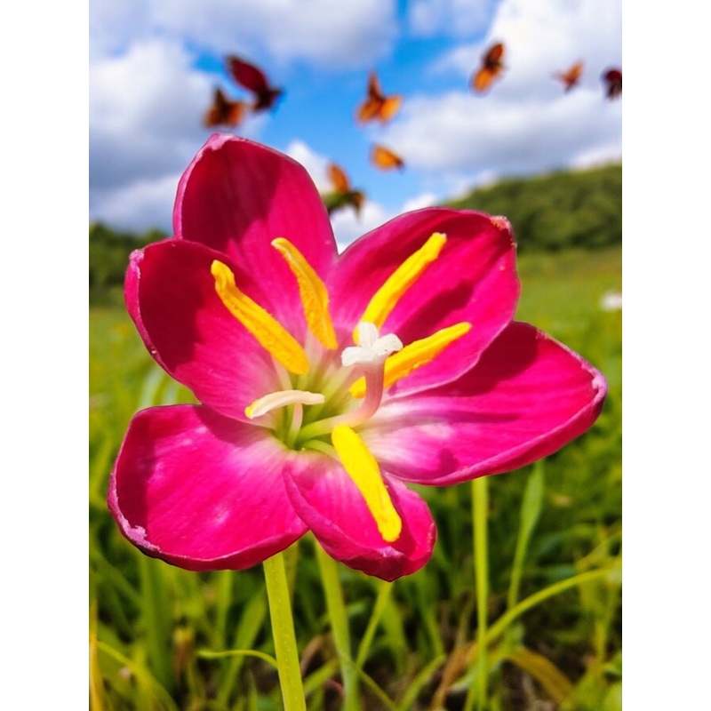 Rain Lily Luxury Girl