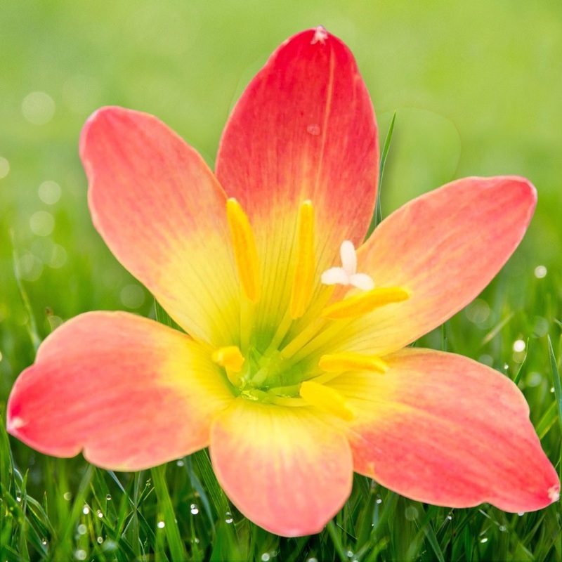 Rain Lily Paul Neimi