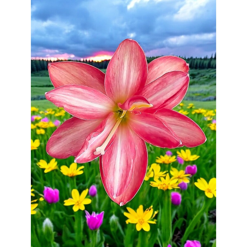 Rain Lily Pink Cloud Lady