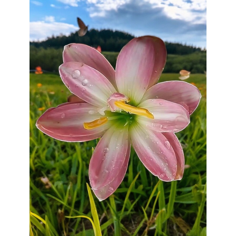 Rain Lily Pink Girl