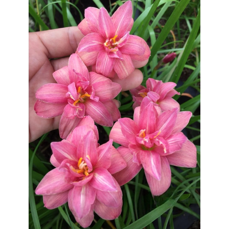 Rain Lily Pink Glass