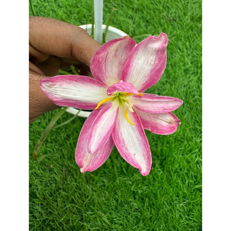 Rain Lily Pink Rainbow